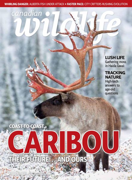 Canadian Wildlife — November-December 2017