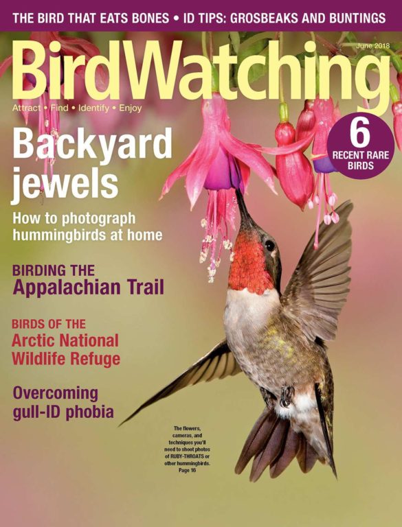 BirdWatching USA – May-June 2018