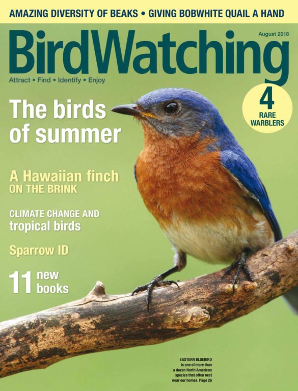 BirdWatching USA – July-August 2018