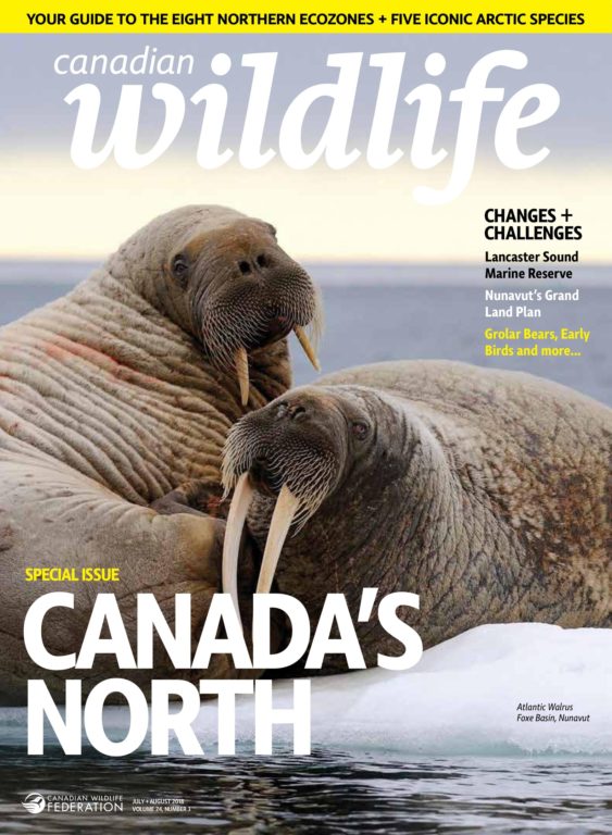 Canadian Wildlife – July-August 2018