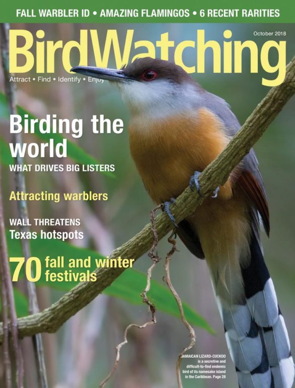 BirdWatching USA – September-October 2018