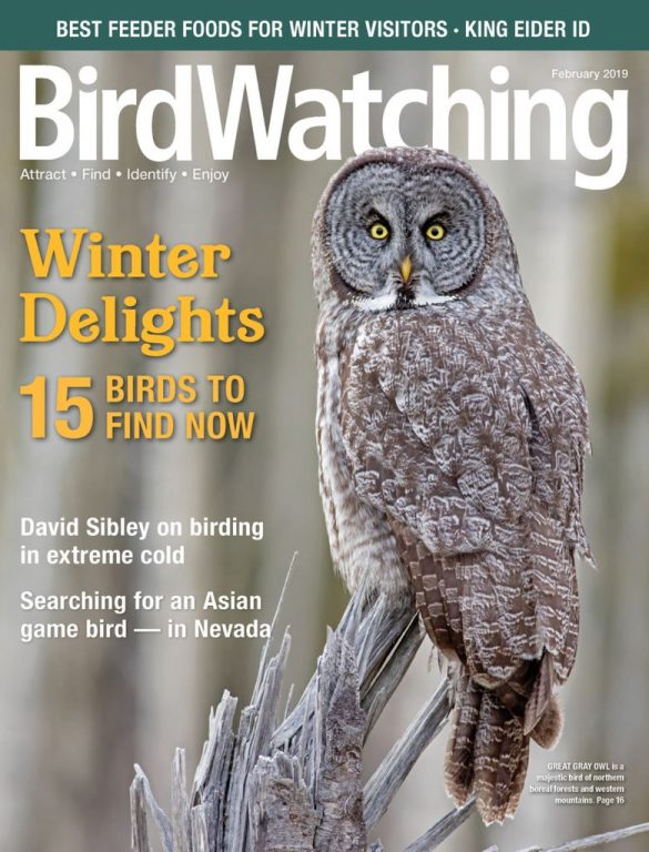 BirdWatching USA – January-February 2019