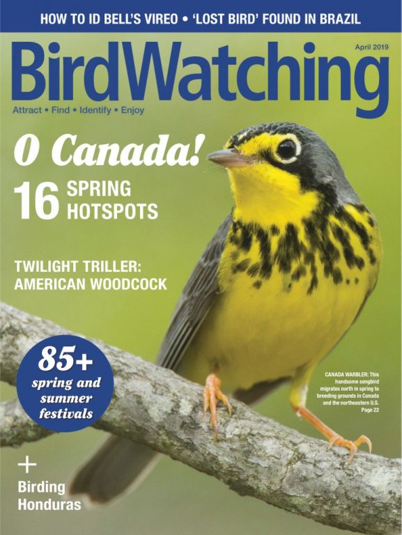 BirdWatching USA – March-April 2019