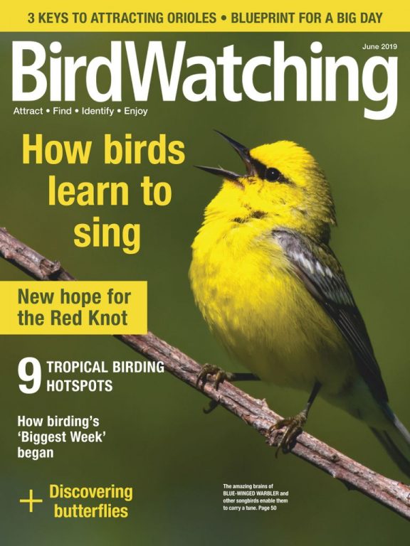 BirdWatching USA – May-June 2019