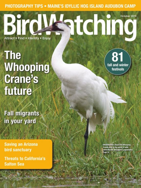 BirdWatching USA – September-October 2019